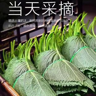 东北紫苏叶苏紫叶苏子叶烤肉榨菜腌咸菜当即新鲜现摘现发批发1斤