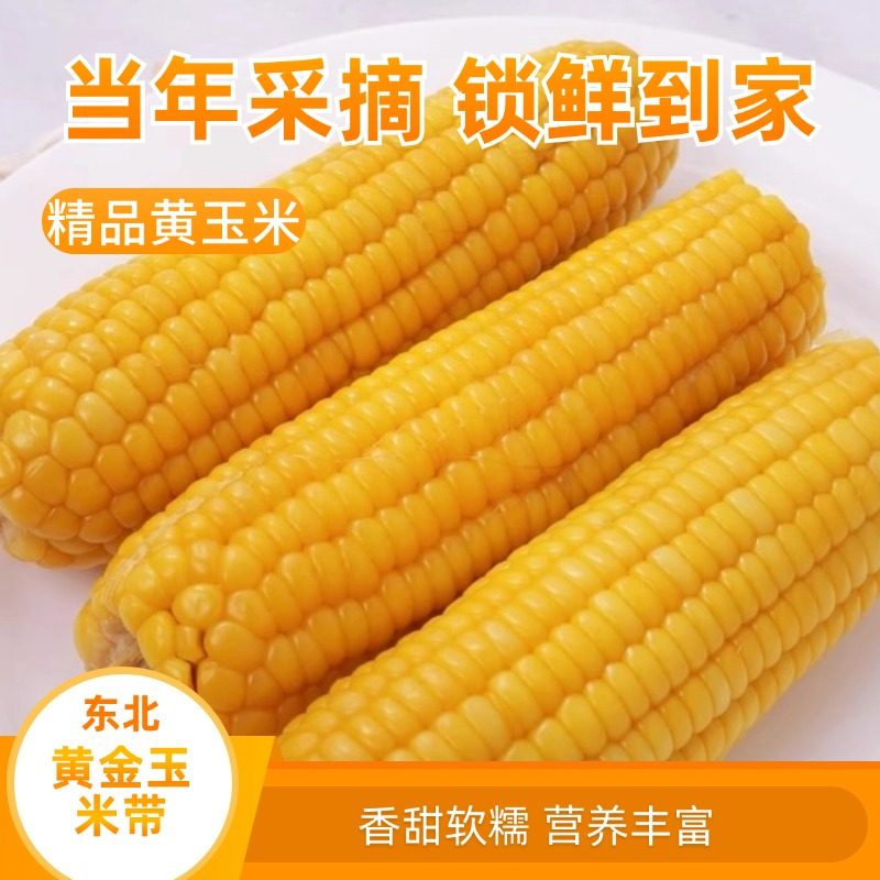 新东北黄糯玉米10根真空包装新鲜现摘香粘粘苞米非即食粗粮