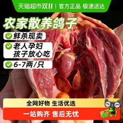 鸽子新鲜活体非土鸽子老鸽子乳鸽鲜农家散养煲炖汤生鲜鸽子肉