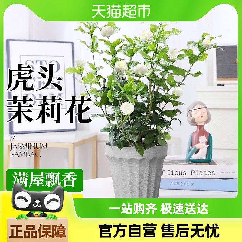 ��ͷ���������ذ���׮��ֲ�����ڿ��������������ļ������ܺ���