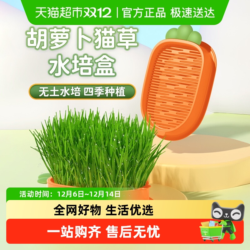 疯狂的主人无土猫草小麦盆栽育苗