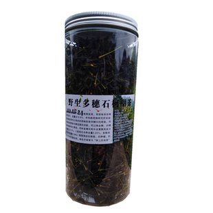 野生多穗石柯甜茶清明前特级木姜叶柯特嫩甜茶叶江西华南六祖甜茶
