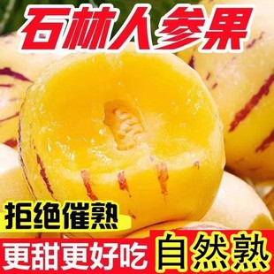 云南人參果水果圓果黃肉大果新鮮石林人叁果樹上熟人生果整箱現摘