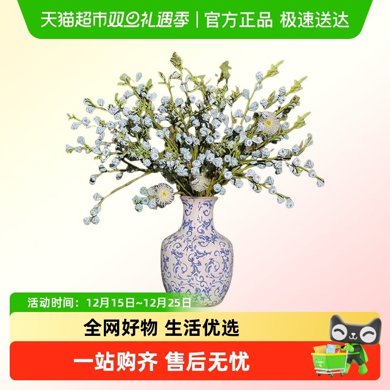 尤加利果鲜切枝水养植物