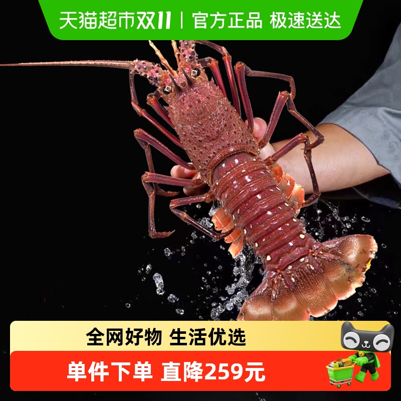 渔传播鲜活澳洲龙虾红龙