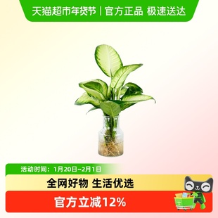 玛丽安可水培植物室内办公室盆栽花卉绿植