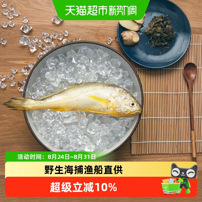 浙奉渔东海纯野生小黄鱼新鲜速冻袋装无泥腥味鱼唇泛红野生黄花鱼