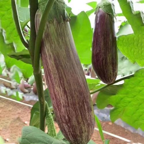东北面包茄子新鲜现摘产地直发红花郎长茄子烧烤蔬菜冰川茄子特产