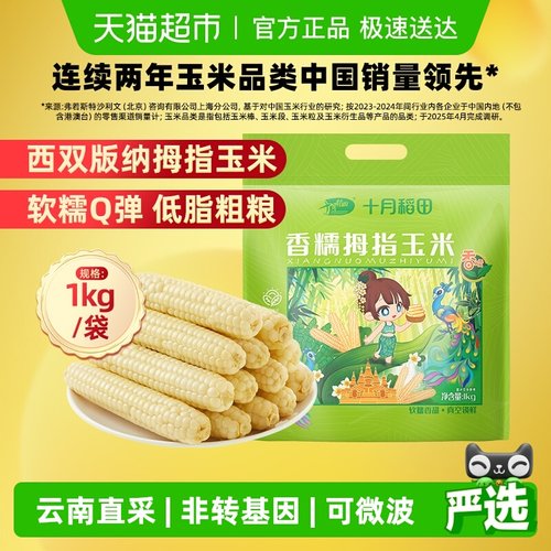 香糯云南玉米十月稻田