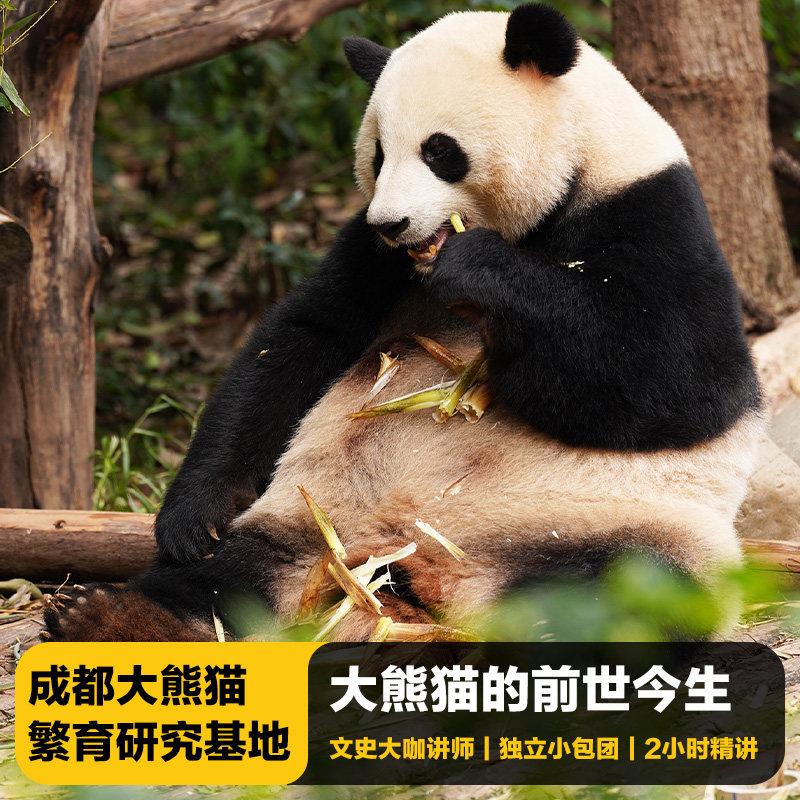 大熊猫繁育基地讲解一日游