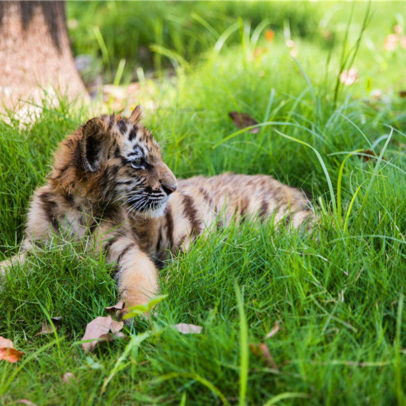 南通森迪部落+动物园+冰雪乐园