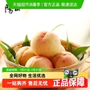 水果阳山镇礼盒装 正宗无锡水蜜桃新鲜桃子甜蜜多汁当季 整箱