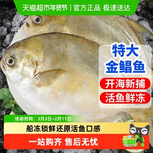 青岛金鲳鱼新鲜冷冻特大鲳鱼鲜活海鱼金昌鱼平鱼银鱼白鲳