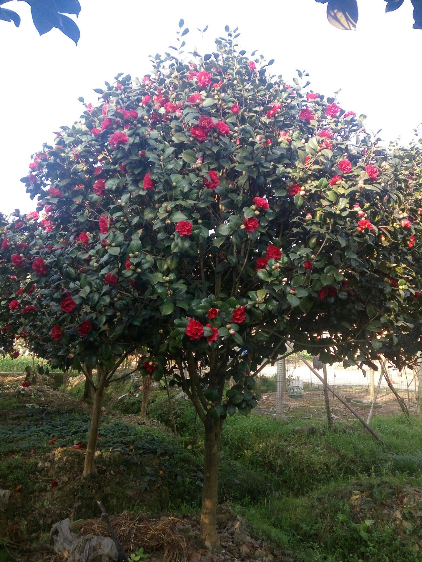 耐冬冻茶花树山茶树大花茶花浓香庭院绿化苗盆栽地栽当年开花树苗