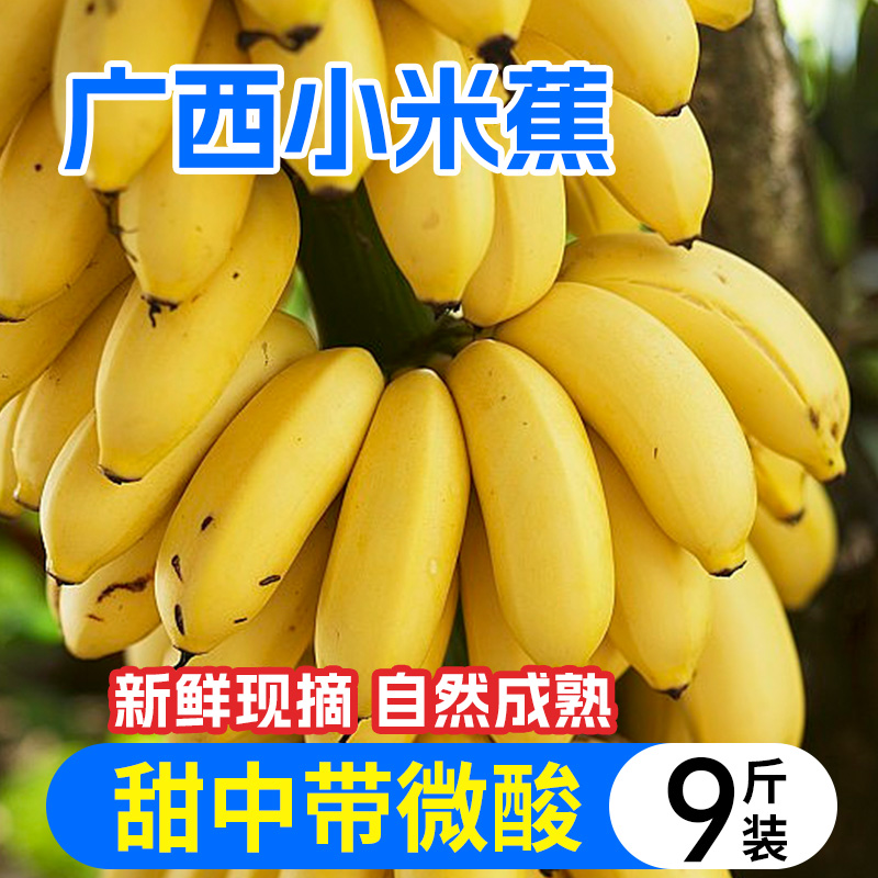 正宗广西小米蕉现摘当季水果新鲜自然熟应季时令小香蕉自然熟粉蕉