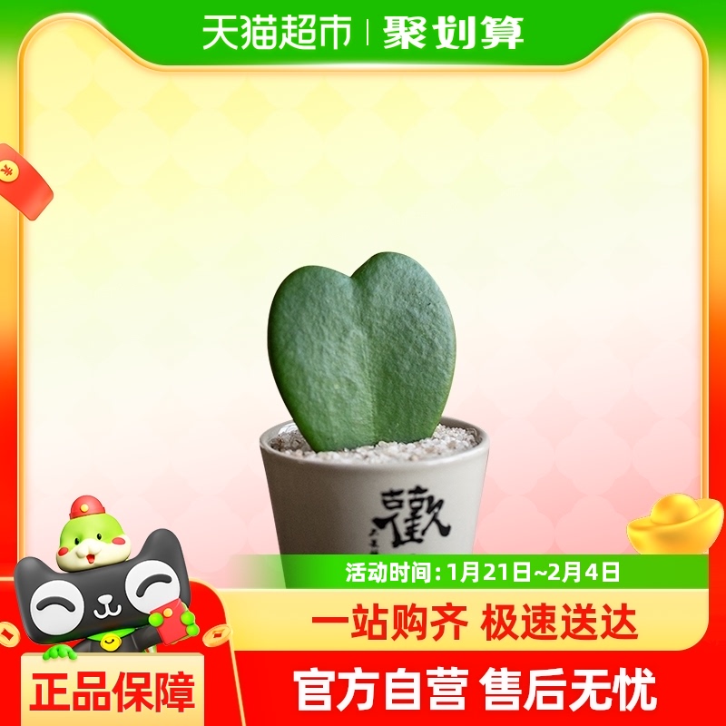 ҶСֲڰ칫ֲƶֲ׻22.61Ԫ(88VIP 95)