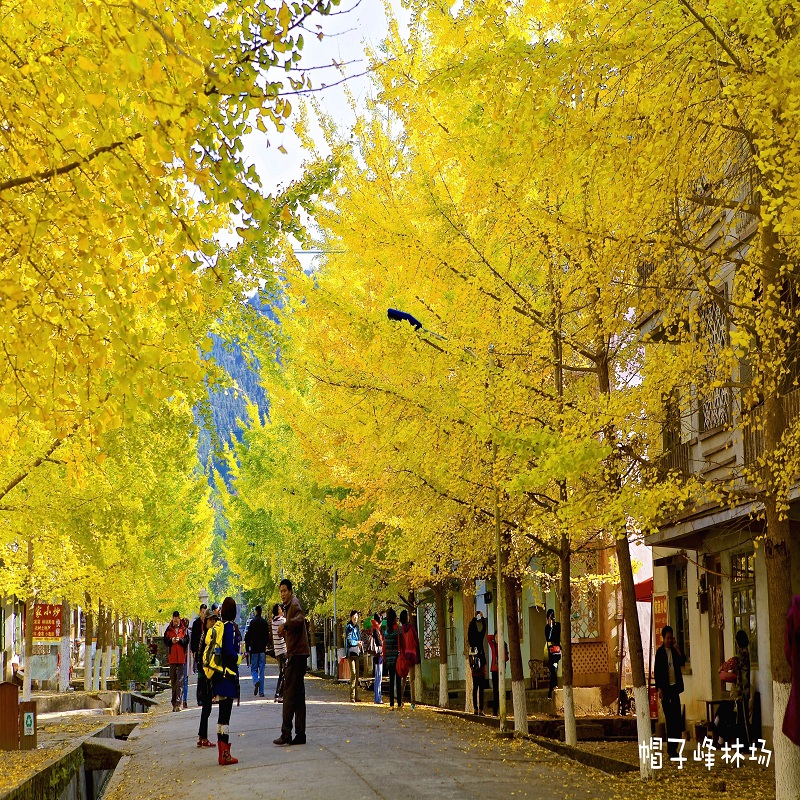 金秋赏银杏3天