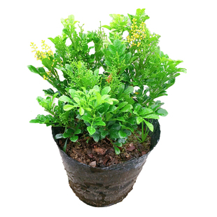 米兰花盆栽浓香型四季米仔兰花树苗阳台庭院客厅绿植物室内外花苗