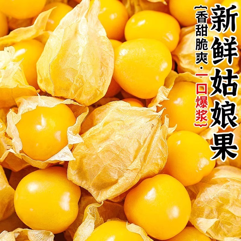 东北姑娘果大果5新鲜当季水果整箱特产灯笼果小金豆甜菇娘果