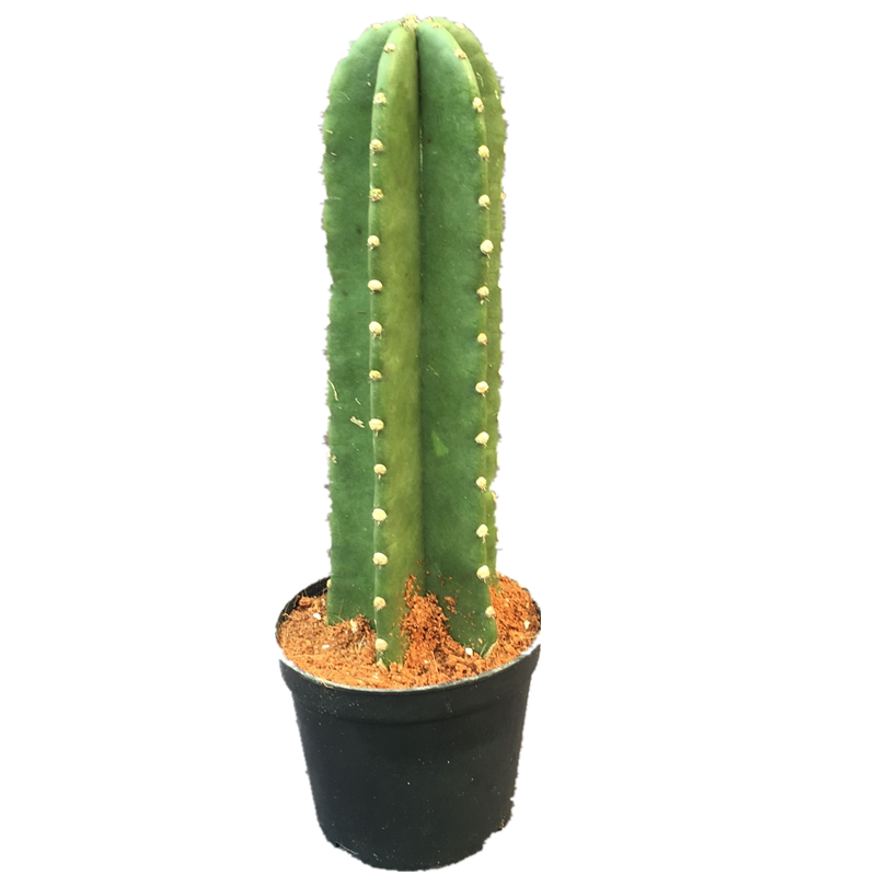 量天尺盆栽仙人柱大型多肉植物