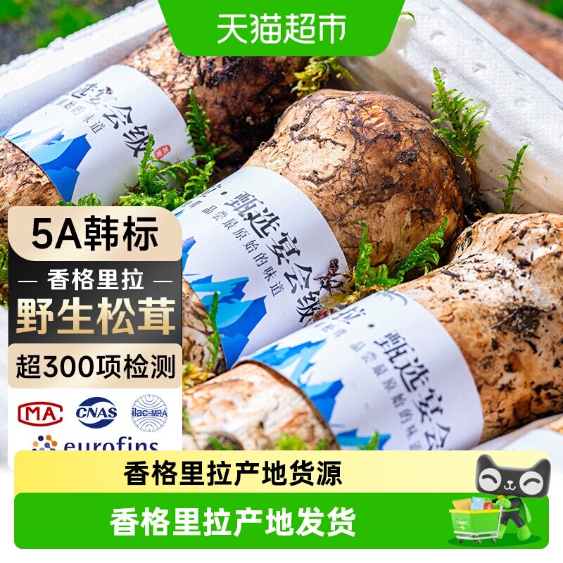 云南香格里拉野生松茸新鲜新货										