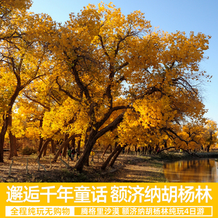 额济纳旗胡杨林4日游黑城弱水胡杨林居延海日出怪树林日落4天3晚