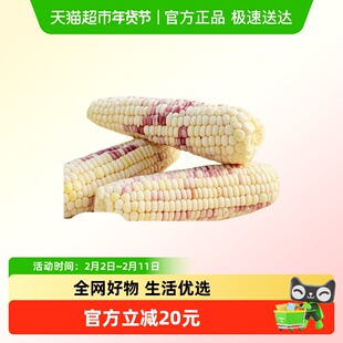 52度良作花糯玉米早餐速食低脂代餐新鲜真空装甜糯（小穗型）