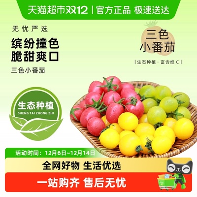 三色混装小番茄圣女果