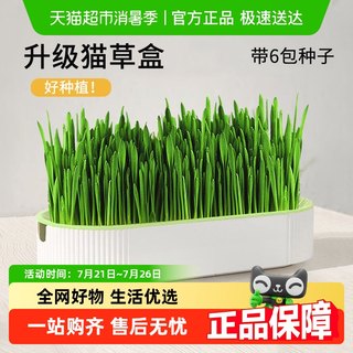 猫草盆栽小麦种子育苗盘无土水培化毛草猫薄荷自已种好幼猫咪零食