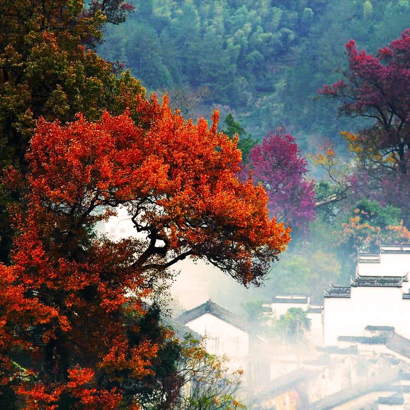 【赏秋热门地塔川】黄山周边1日纯玩跟团游/宏村景区塔川西递自选