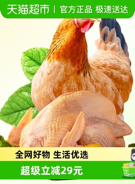 大用三黄鸡新鲜现杀跑山鸡整只黄油鸡老母鸡农家散养土鸡864g*3只