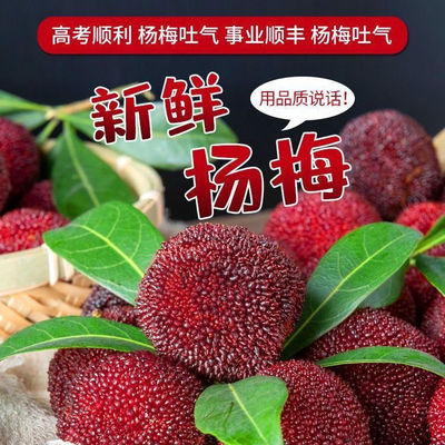 云南石屏正宗新鲜杨梅酸甜开胃孕妇品鲜水果现摘现发冷链空运