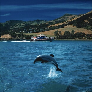新西兰南岛12日基督城格雷茅斯福克斯冰川瓦纳卡皇后镇格林诺奇游