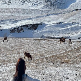 内蒙古呼和浩特+红石崖国家生态公园+大召寺2日1晚拼小团