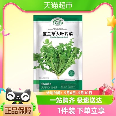 寿禾宝兰草大叶荠菜种子蔬菜种籽50g孑菜种菜籽四季青菜荠荠菜