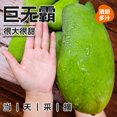 正宗金煌芒果新鲜水果当季时令特大果热带芒果甜心包邮个大味美