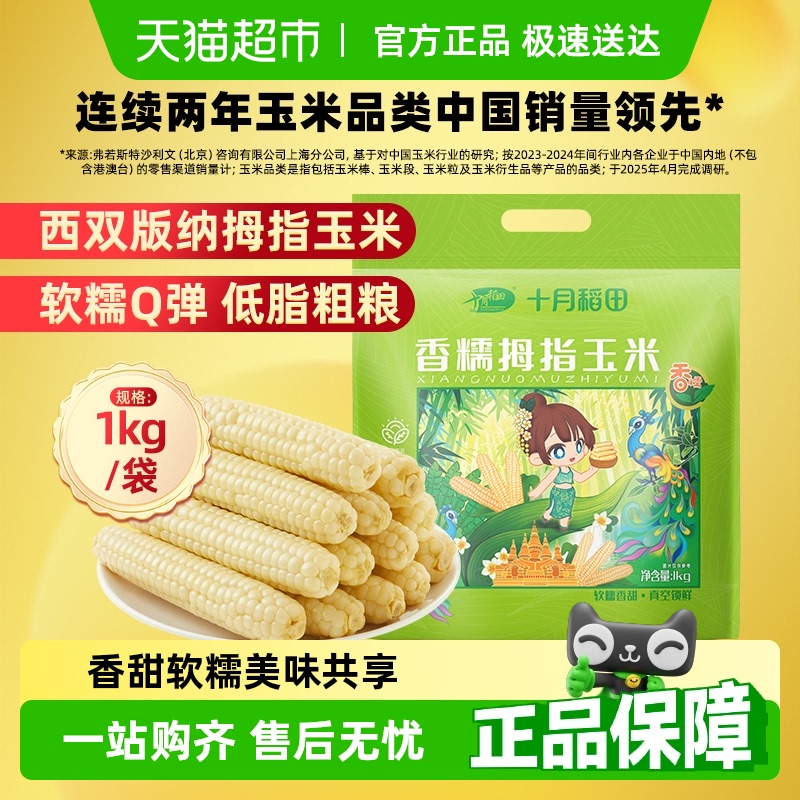 香糯云南玉米十月稻田