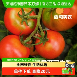 正宗四川攀枝花草莓番茄自然熟草莓西红柿多汁柿子