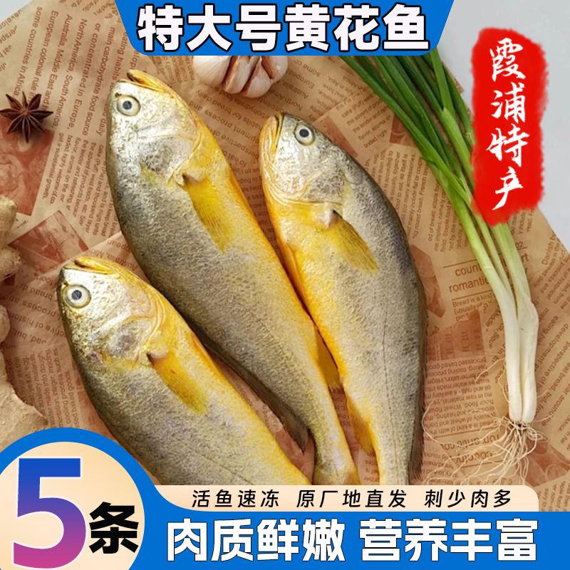 霞浦特大黄花鱼无冰新鲜活速冻正宗黄花鱼深海大黄鱼冰鲜海鱼