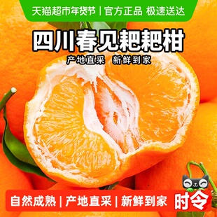 柠满园正宗四川眉山春见耙耙柑当季新鲜水果应季桔子粑粑柑橘子