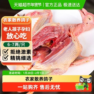 卖鱼郎先生鸽子新鲜活体非土鸽子老鸽子乳鸽鲜农家散养煲炖汤生鲜