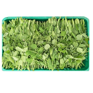 豌豆尖新鲜豌豆苗叶菜碗豆苗尖嫩叶蔬菜火锅商用四川特产农家疏菜