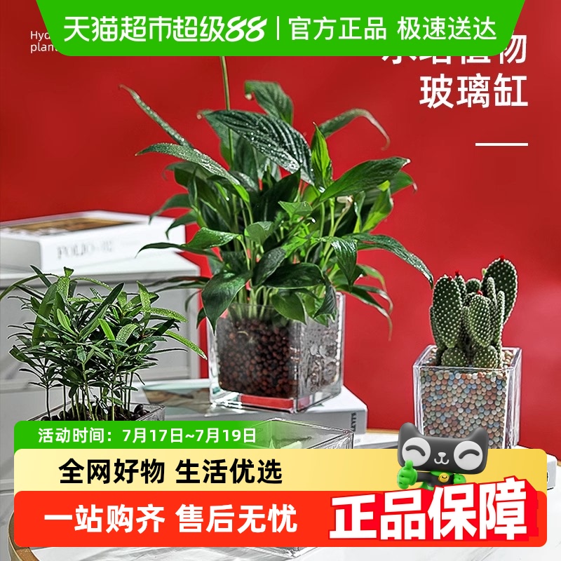 玻璃花盆简约风水培花瓶