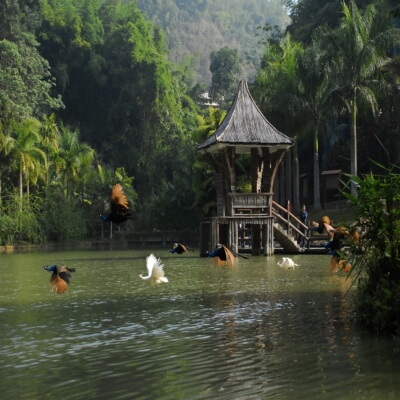 [西双版纳原始森林公园-大门票+往返电瓶车]大门票+往返电瓶车