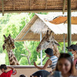 [曼谷野生动物园-野生动物园]泰国旅游景点门票曼谷野生动物园
