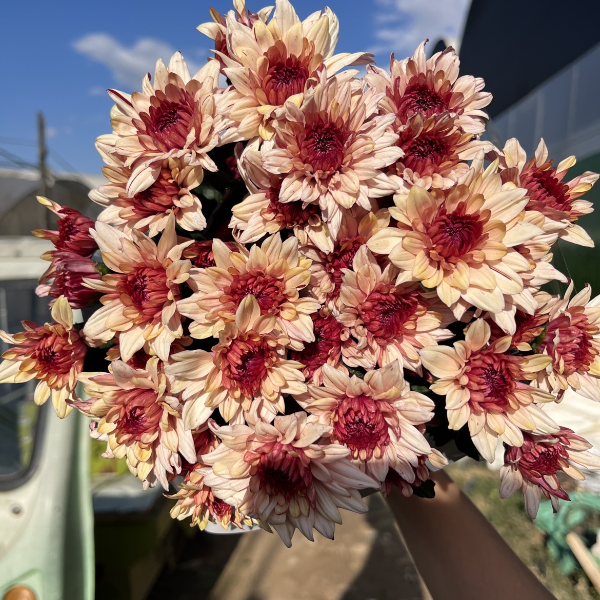 不售后,绝美斑纹橘丹特小菊1扎8~10只,购买三单包邮