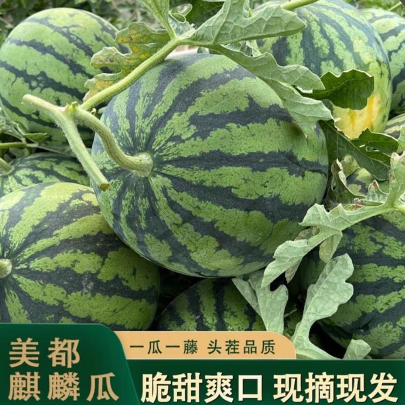冰糖麒麟西瓜非无籽新鲜水果现摘现发美都皮薄包甜包熟