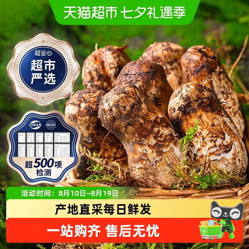 超市严选香格里拉野生新鲜松茸