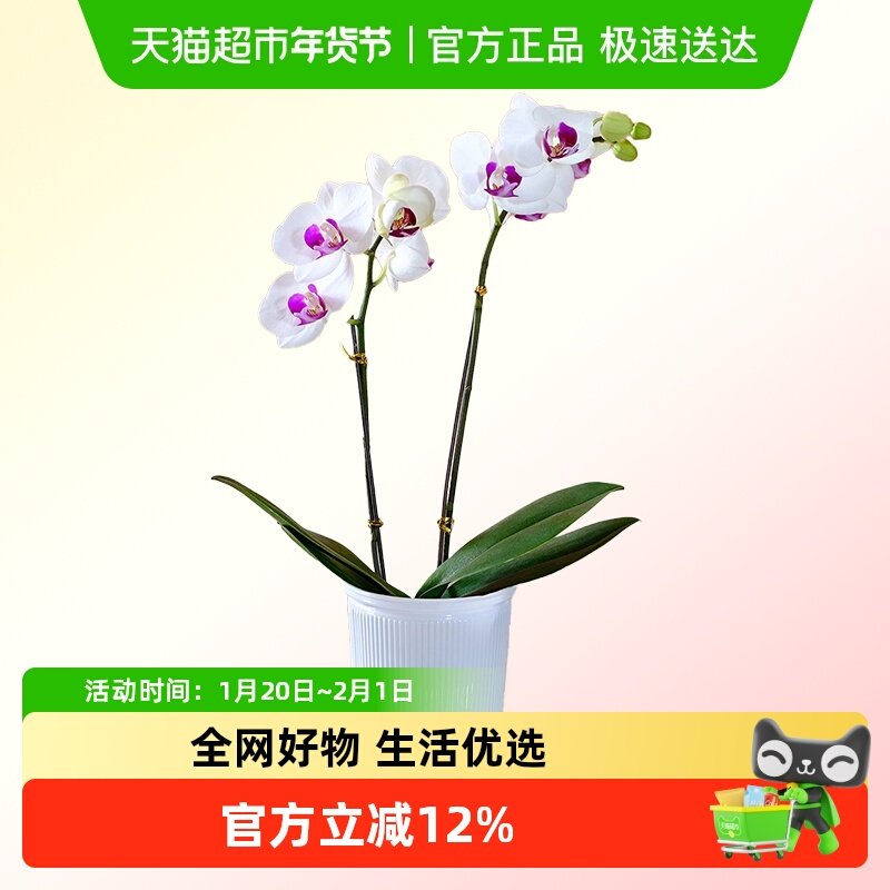 蝴蝶兰花苗盆栽室内观花植物桌面阳台年宵花卉四季开花绿植花卉,鲜花速递/花卉仿真/绿植园艺,国兰/杂交兰/洋兰类,淘宝优惠券,粉丝福利购,淘宝优惠卷