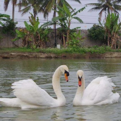 [海口天鹅湖动物基地-大门票]海口天鹅湖动物基地-大门票